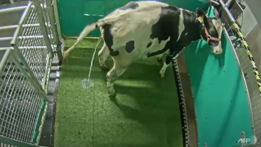 Climate researchers 'potty train' peeing cows Climate researchers 'potty train' peeing cows