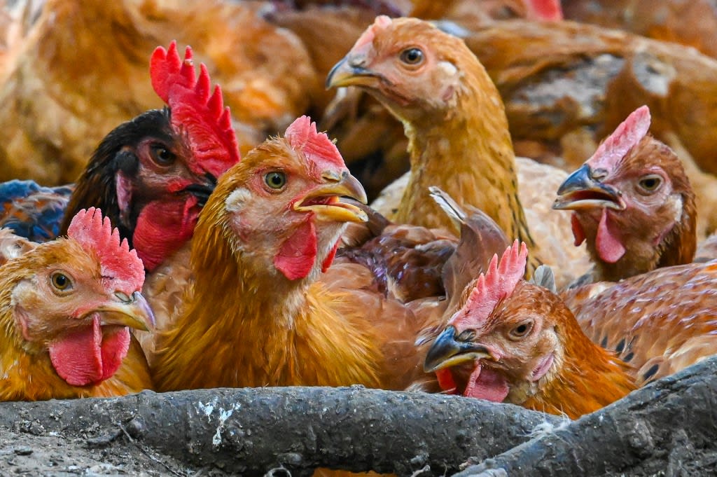 Chickens are seen in a poultry farm in Temerloh in Malaysia's Pahang state on May 31, 2022.