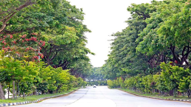 裕廊岛绿化项目已完成 岛上树木已增至4万4000棵