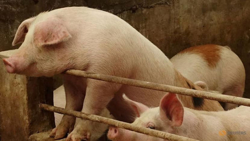 Despite culls, import bans, swine fever to hit pork market for years Despite culls, import bans, swine fever to hit pork market for years