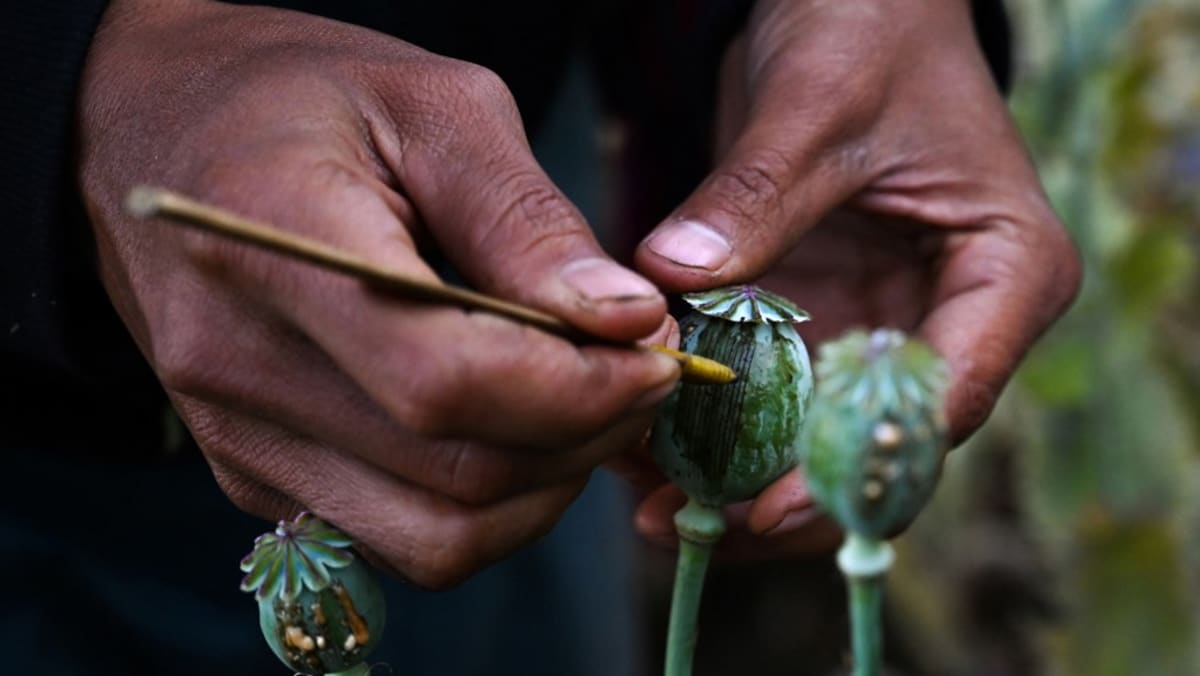Myanmar overtakes Afghanistan as world's biggest opium producer: UN