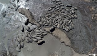Herds of endangered hippos trapped in mud in drought-hit Botswana