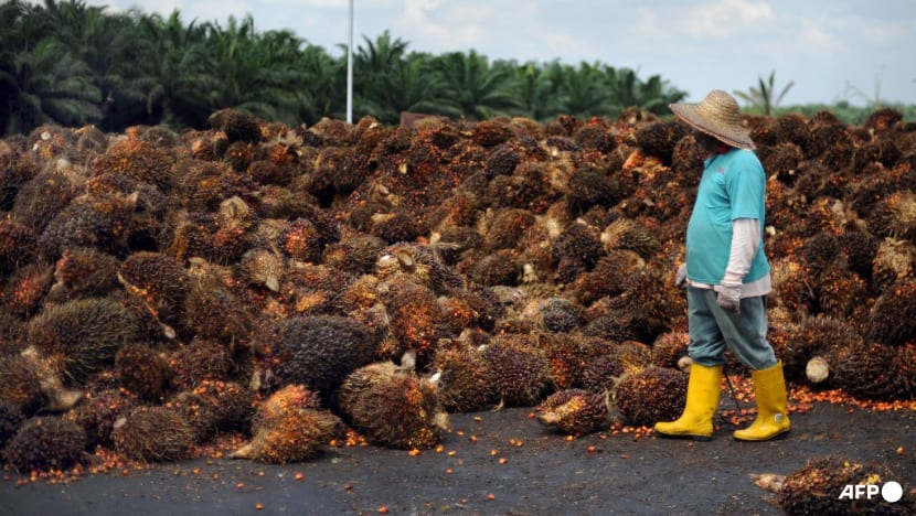 business plan on palm oil plantation