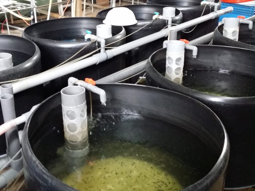 Opal Resources currently operates as a hatchery, selling fish and seafood produce to other small businesses like neighbouring farms. By adopting new tech solutions, it is hoping to turn the “small” fish hatchery into a “commercially-viable” fish farm.