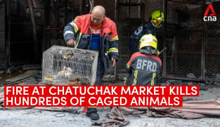 Fire at Bangkok's Chatuchak market kills hundreds of caged animals | Video