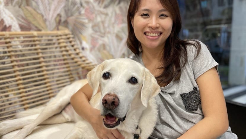 the gentle vet co founder dr kelly yeo