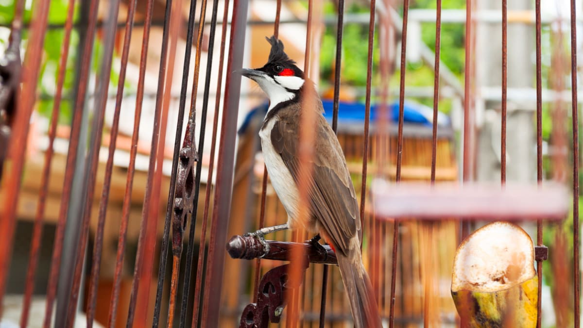 Wanita diadili karena menyemprotkan insektisida ke burung tetangganya, sehingga menyebabkan masalah pernapasan