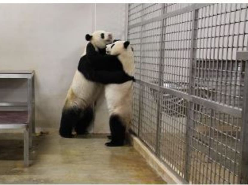 Kai Kai and Jia Jia in a courtship ‘dance’ before coming together to mate. Photo: Wildlife Reserves Singapore
