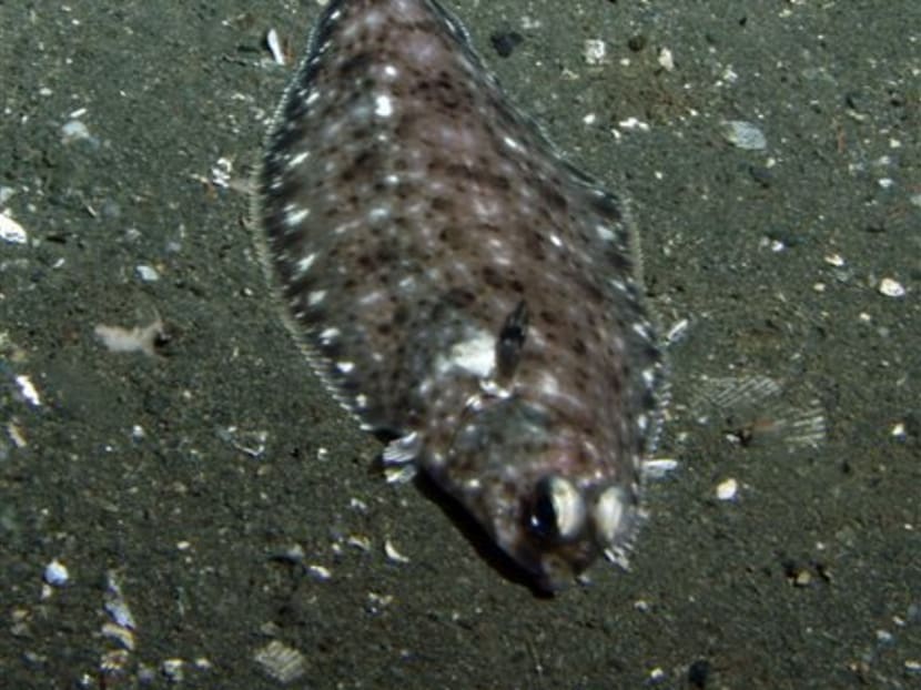 This 2005 photo shows a Dover sole lying on the ocean bottom 990 feet deep in the Cordell Bank National Marine Sanctuary off Northern California. Photo: AP