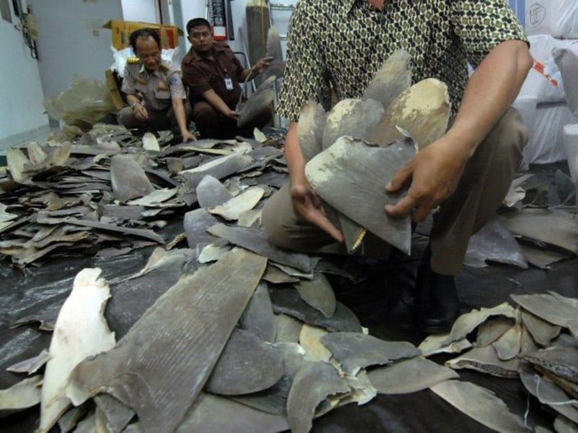 Hundreds of shark fins seized by officials in Indonesia this week. Many countries have banned shark finning, but Malaysia has no laws to curb the activity which environmentalists regard as cruel and destroys the eco-system. Photo: Reuters