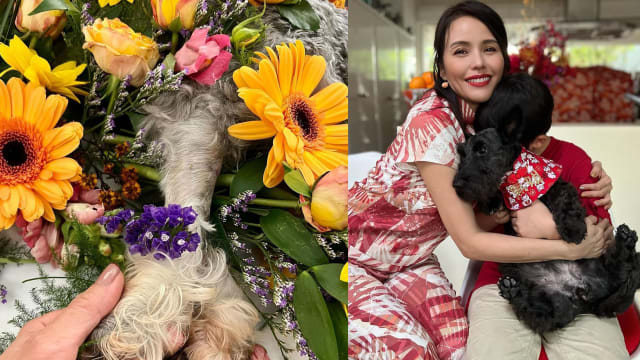 孩子难接受爱犬骤逝　郑惠玉：他们要懂得let go