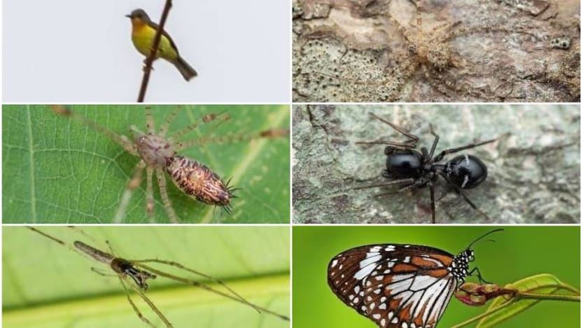 20 new species of fauna recorded on Pulau Ubin, including new type of spider 20 new species of fauna recorded on Pulau Ubin, including new type of spider