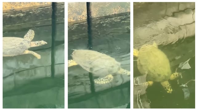 玳瑁海龟造访圣淘沙升涛湾 出游“透透气”