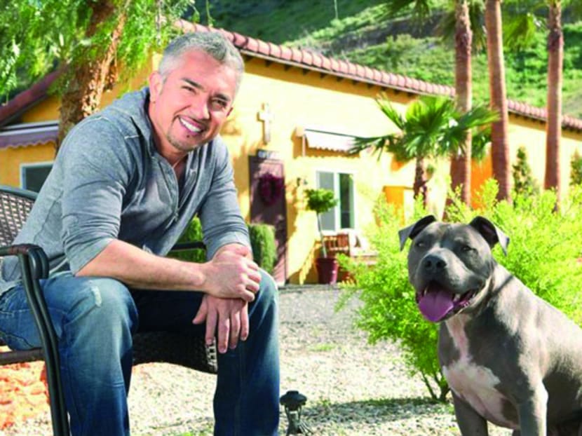 Cesar millan cheap shiba inu