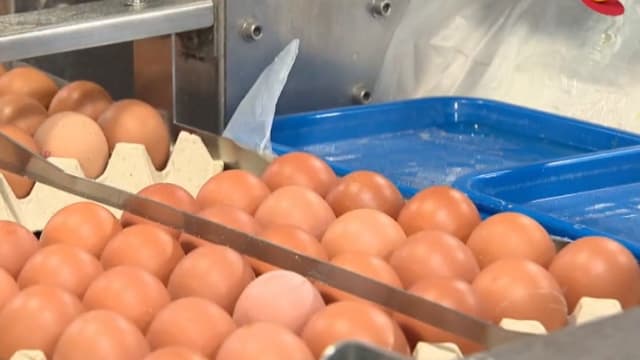 受饲料与年底需求影响 部分鸡蛋价上调 