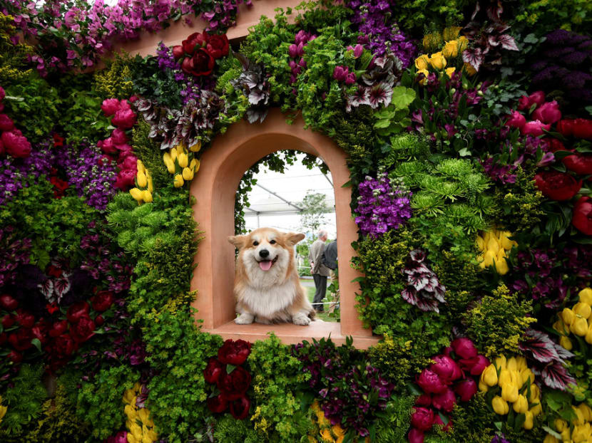 Marcel "Le Corgi" perches his paws on a display at the Royal Horticultural Society's Chelsea Flower show in London, Britain on May 22, 2017. Photo: Reuters