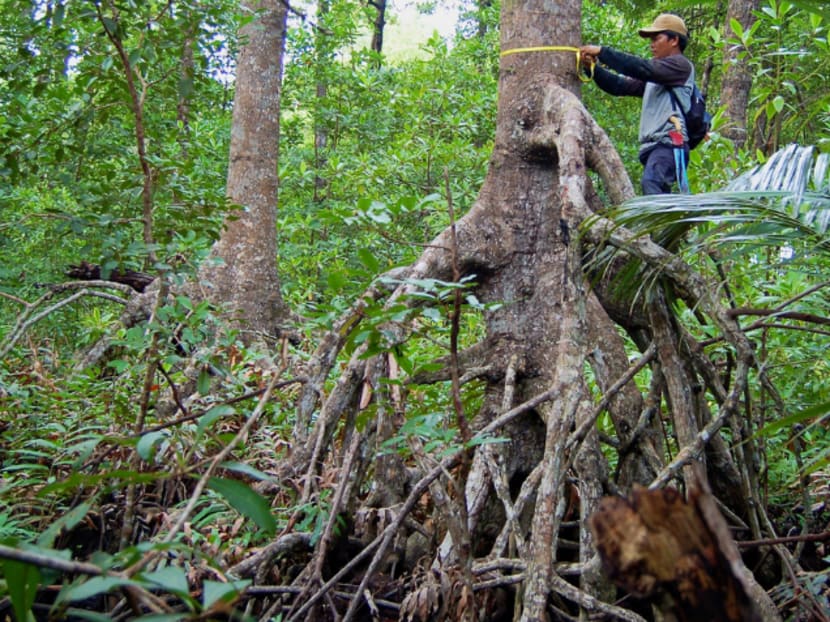 Estimating carbon stock in a mangrove forest in Indonesia. Photo: CIFOR