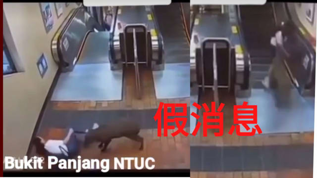 网传武吉班让又有野猪攻击民众 事件其实发生在香港