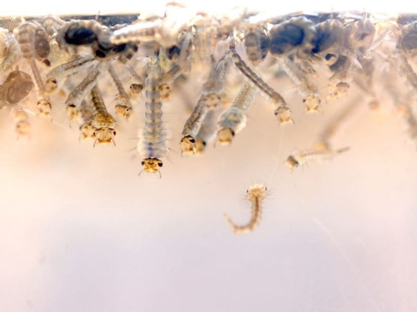 Aedes aegypti mosquito larvae are photographed in a lab. AFP file photo