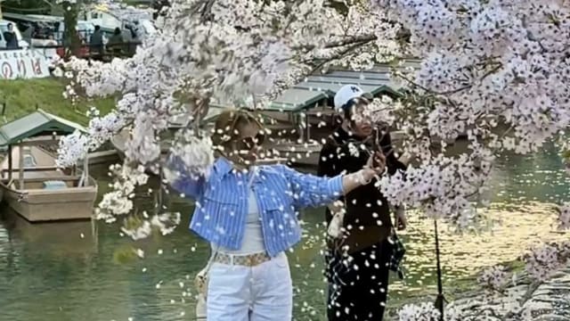 见旅客游日本狂摇樱花树拍照 前主播斥自私行为
