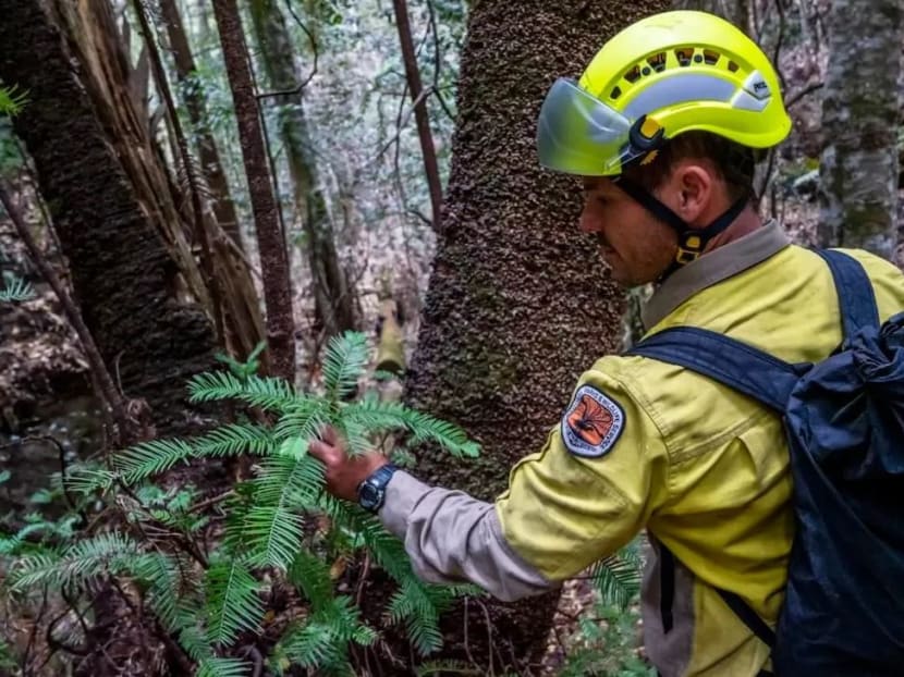 With flames approaching the area late last year, firefighters deployed air tankers to drop fire retardant in a protective ring around the trees while specialist firefighters were winched down into the gorge to set up an irrigation system to provide moisture for the grove, officials said.