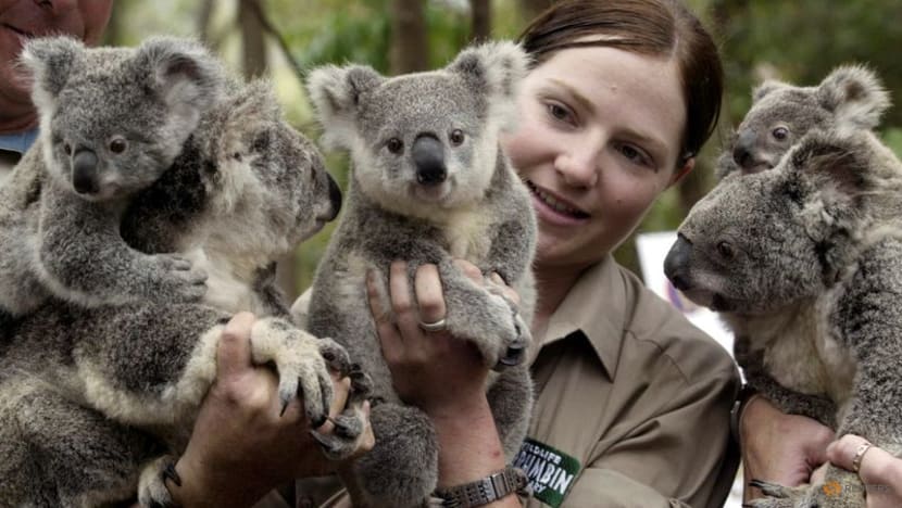 Australia boosts spending to protect koalas