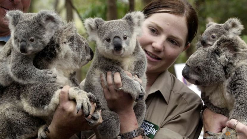Australia boosts spending to protect koalas Australia boosts spending to protect koalas