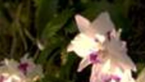 Taman di Pesisiran, Kebun Bunga Lankester Costa Rica meterai MOU bagi kajian bunga orkid