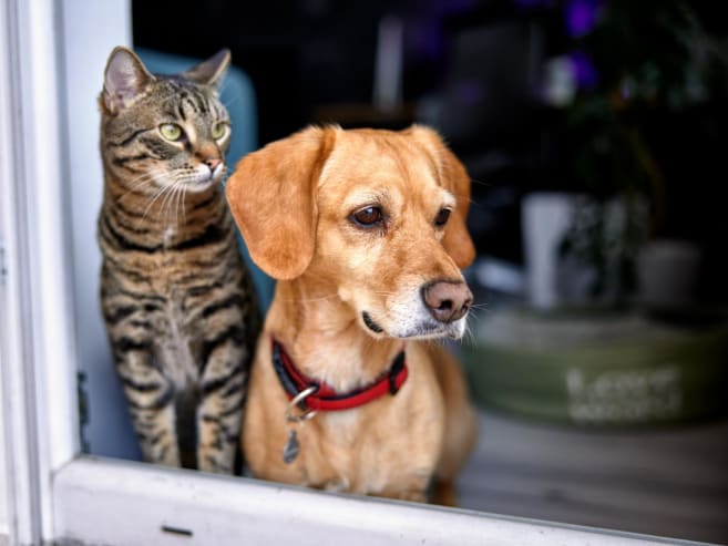 What happens if your cat or dog outlives you? Here's what estate planning for pets looks like