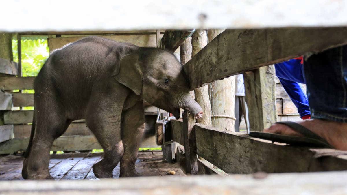 Bayi gajah kehilangan separuh belalainya karena jebakan pemburu liar Indonesia