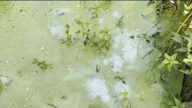 气温上升加动物排泄物污染 英国最大淡水湖暴发有毒藻类污染