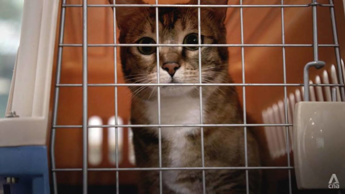 What dead pets on Hong Kong shores have to do with the COVID-19 pandemic - CNA What dead pets on Hong Kong shores have to do with the COVID-19 pandemic - CNA