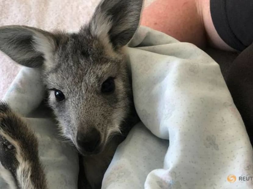 Australian carer mothers orphaned kangaroos back to health Australian carer mothers orphaned kangaroos back to health