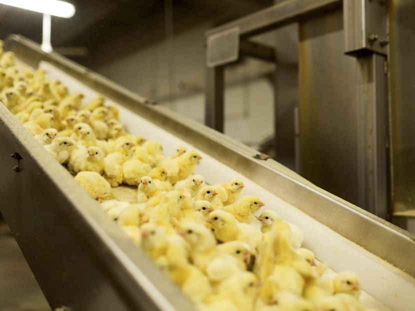 With 65 billion chickens consumed each year, this could be the age of the chicken
