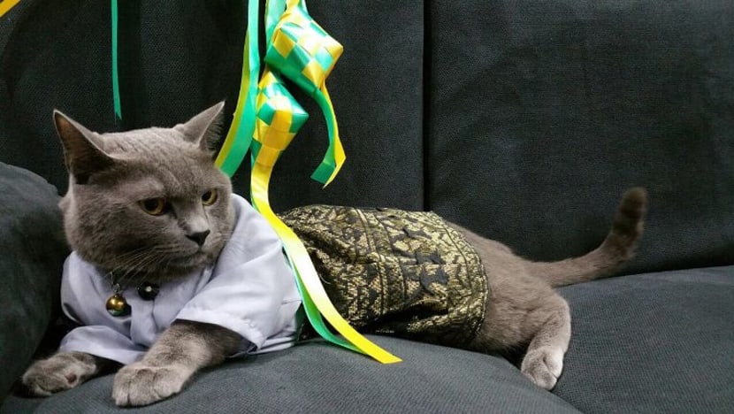 Kucing paling kacak dan segak Singapura lengkap berbaju Melayu pada Hari Raya