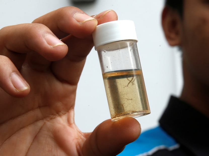 A member of a pest control team shows a container of mosquito larvae that they collected during their inspections at Zika clusters in Singapore September 5, 2016. Photo: Reuters