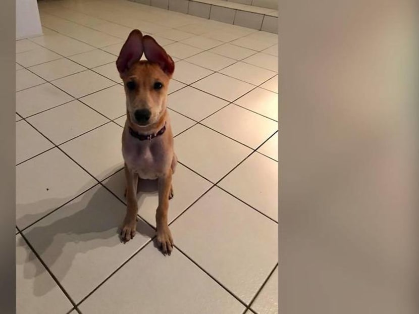Euthanasia of dog Loki: Owner feels 'vindicated' by AVS findings, says he lived through hell Euthanasia of dog Loki: Owner feels 'vindicated' by AVS findings, says he lived through hell