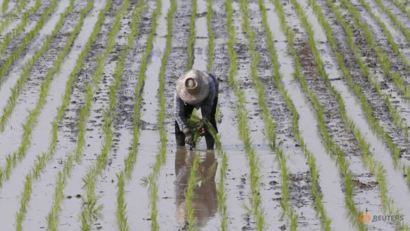 Thai rice exporters cut 2020 forecast to 6.5 million tonnes, lowest in 20 years Thai rice exporters cut 2020 forecast to 6.5 million tonnes, lowest in 20 years
