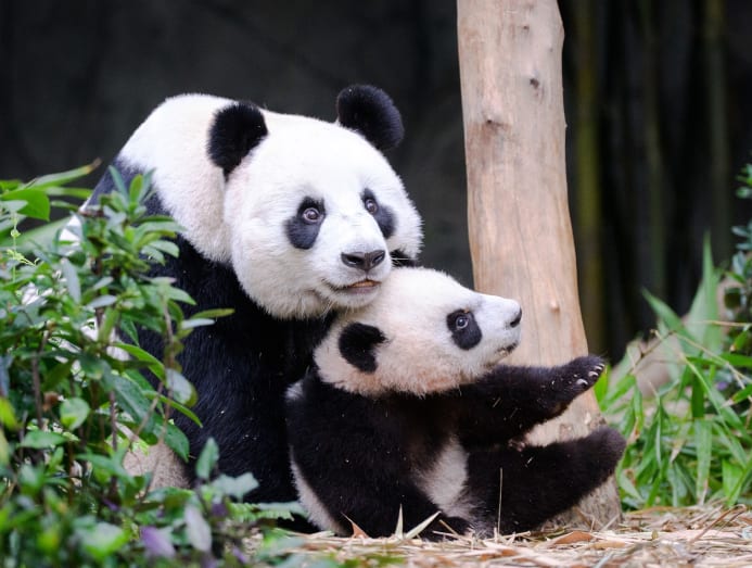 river safari panda viewing