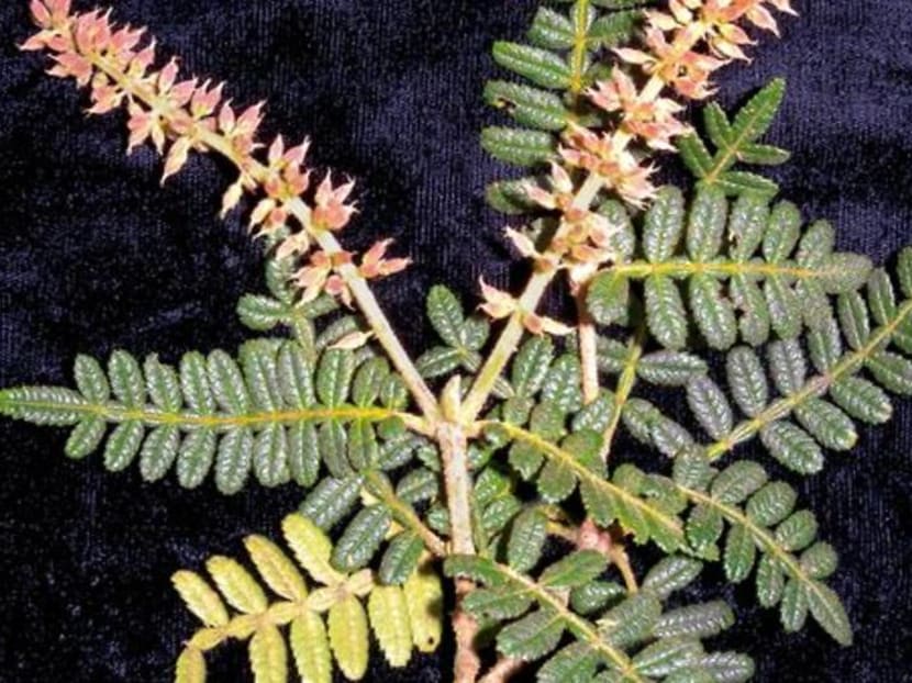 New and rediscovered species found in pristine Andes of Bolivia New and rediscovered species found in pristine Andes of Bolivia