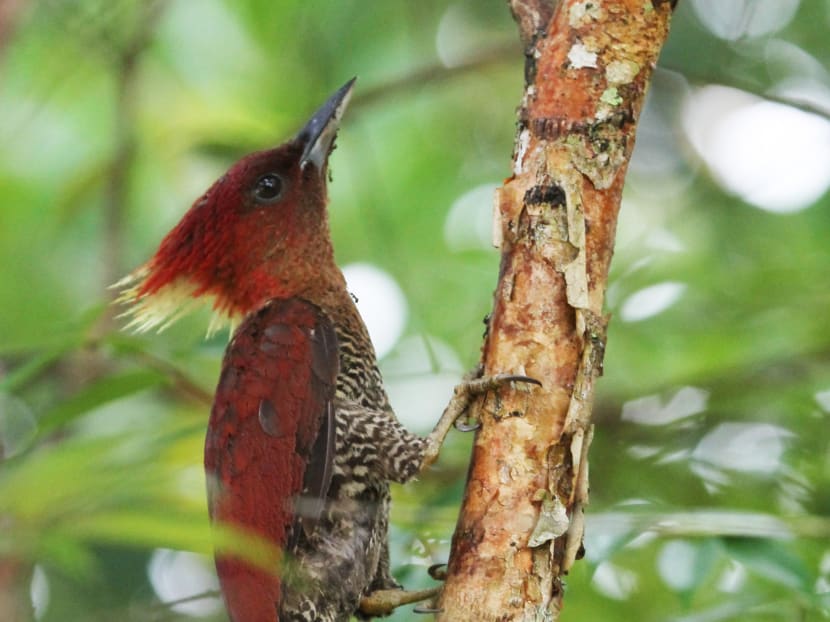 3 best nature trails to see Singapore’s surprisingly diverse wildlife