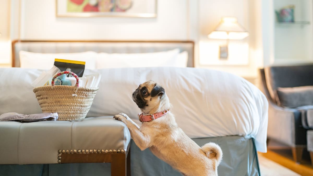 01 Pawfect Staycation   Welcome Amenitiy Basket Data ?itok=C9gtDH D