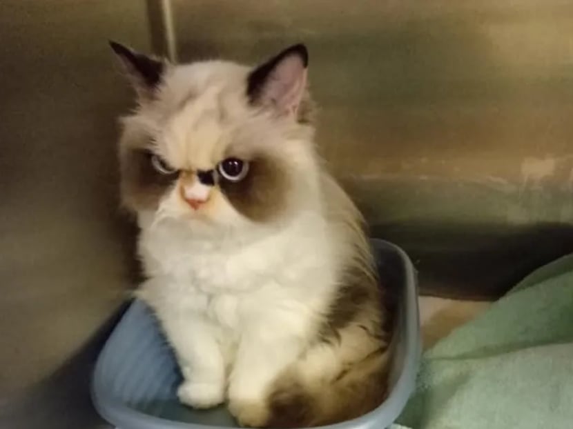 Meet Meow Meow the new grumpy cat that s even angrier than her