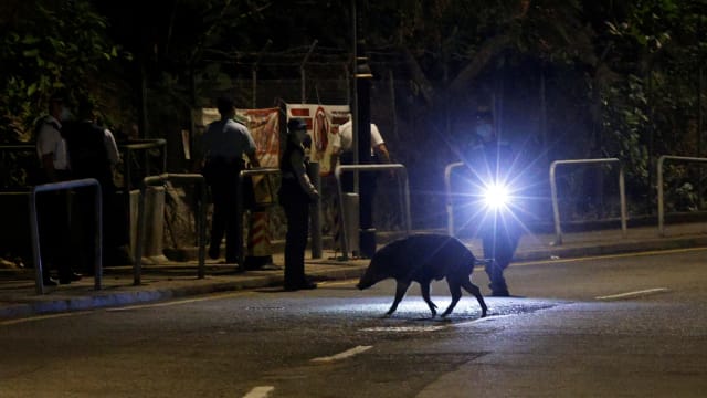 香港特区政府抓获七头野猪并进行人道毁灭