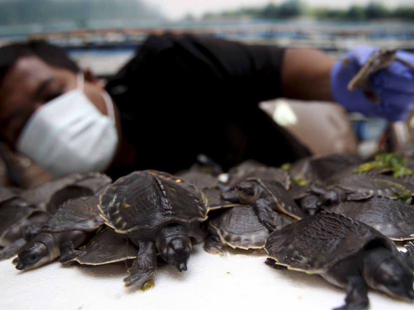 Gallery: Indonesia confiscates hundreds of endangered turtles