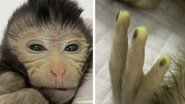 科学家培育出世上首只“发光”狝猴