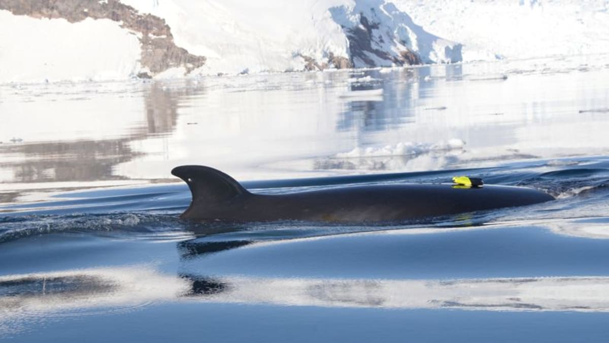 Studi menjelaskan waktu makan bagi paus minke, raksasa terkecil di lautan