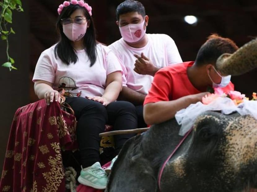 Couples in Thailand tie the knot on elephants on Valentine's Day Couples in Thailand tie the knot on elephants on Valentine's Day