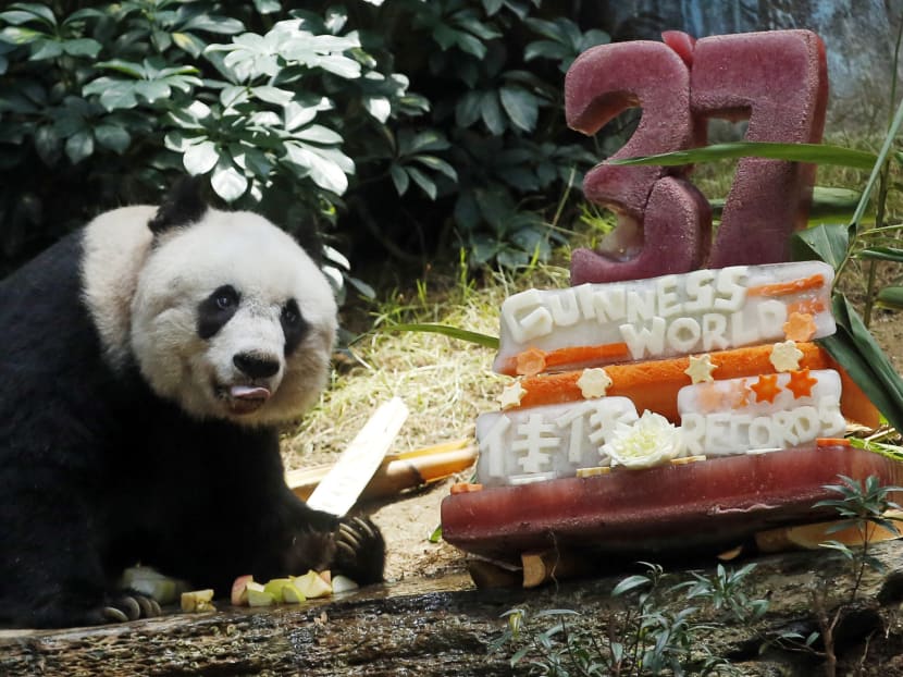 Gallery: Oldest ever giant panda celebrates with bamboo, veggie cake