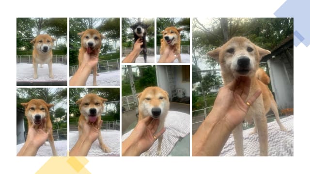 八只柴犬找主人 领养户须通过30个提问
